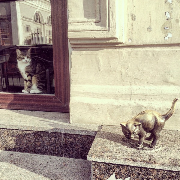 Просто питерские котэ
