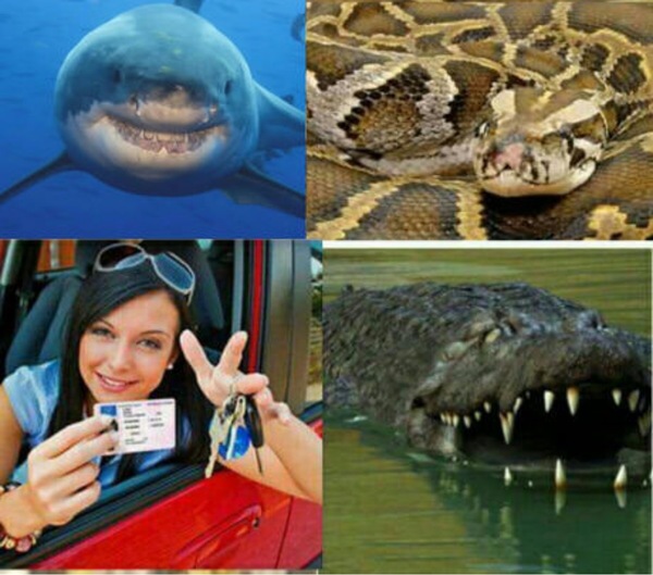 The deadliest creatures in the world - Death, Crocodile, Female, Rights, 9GAG, Crocodiles, Women