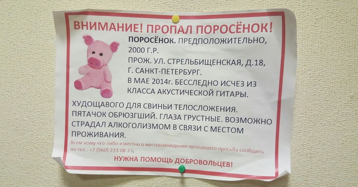 Поросята объявления. Пропала свинья объявление. Потерялась свинья объявления.