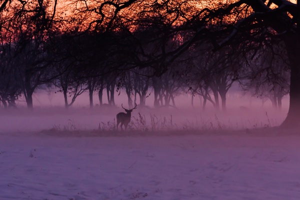 Deer silhouette in sunset Phoenix Park. - Dublin, The photo, Nature, Deer, Animals, Ireland, Deer