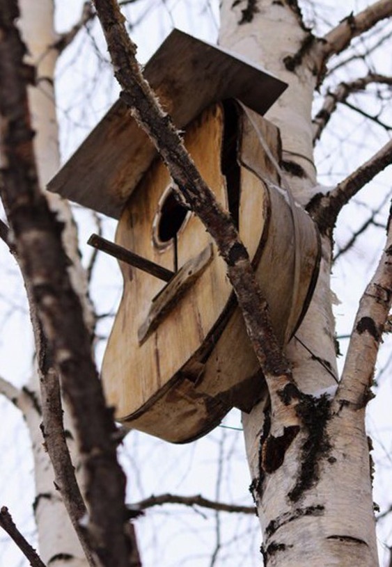 For birds not only singing, but also playing the guitar. - Birdhouse, Birds, Guitar, Birch