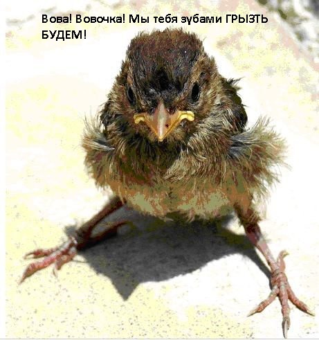 �������� ��������.