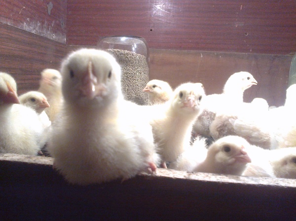 COBB-500 day seven - My, White chicks, Farm, Broilers, Longpost