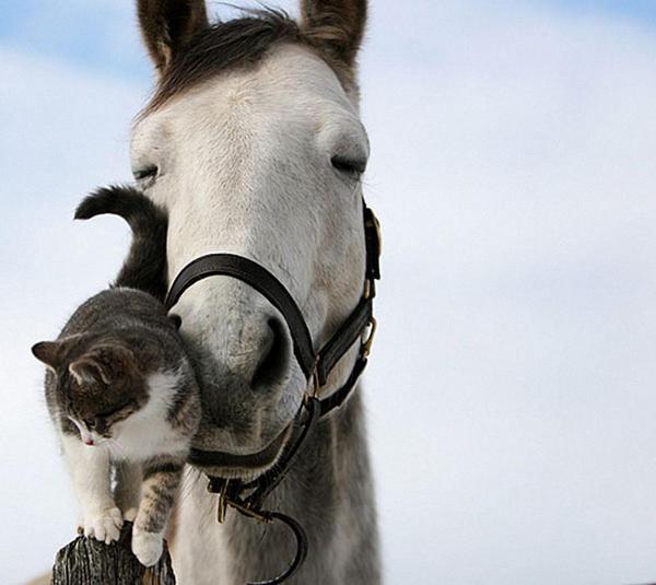 Vaska and Ulov. Unusual friendship - cat, Longpost, Horses, friendship