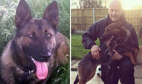 Cop can't say goodbye to partner dog as he retires - news, England, Police, Cynology, Dog, Animals