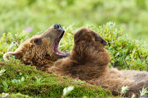 It's time, Bear, it's time - The photo, Nature, Animals, Spring, The Bears, Dream, Yawn