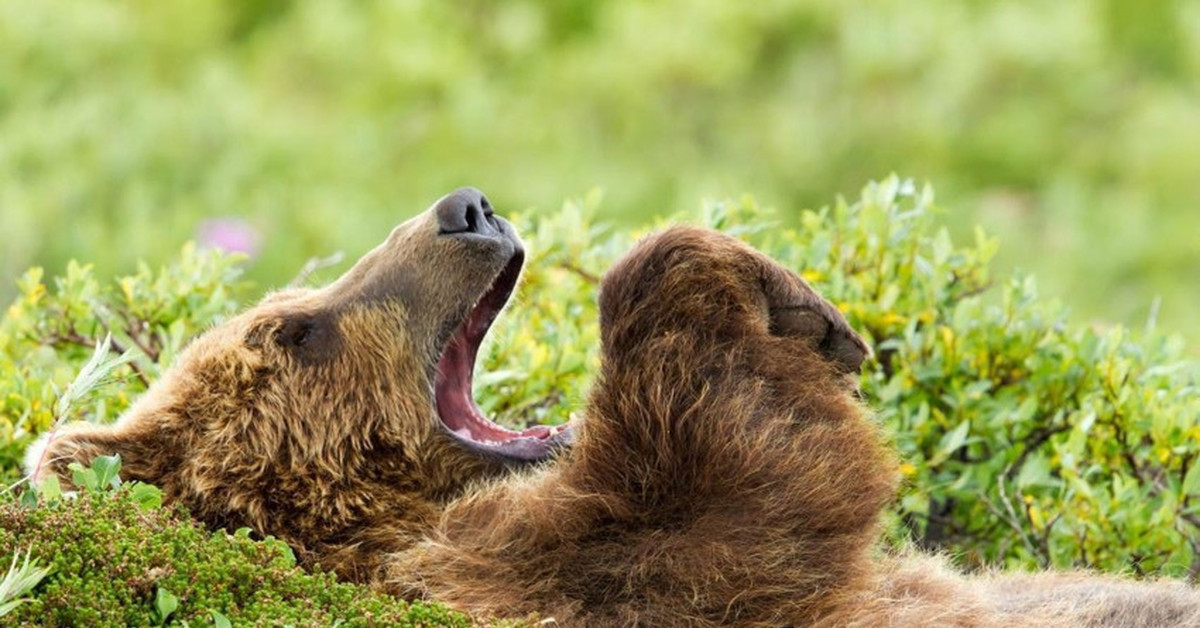 Пробуждение животных. Бурый медведь. Утренний медведь. Медвежонок проснулся. Добрый медведь.
