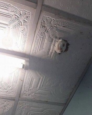 Psst.. neighbor... - cat, Ceiling, Neighbours