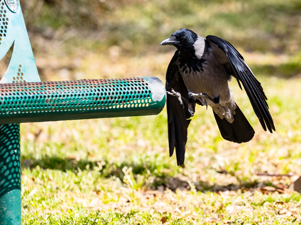 Про ворону | Пикабу