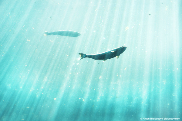 что посмотреть в сиэтле за 2 дня. Смотреть фото что посмотреть в сиэтле за 2 дня. Смотреть картинку что посмотреть в сиэтле за 2 дня. Картинка про что посмотреть в сиэтле за 2 дня. Фото что посмотреть в сиэтле за 2 дня что посмотреть в сиэтле за 2 дня. Смотреть фото что посмотреть в сиэтле за 2 дня. Смотреть картинку что посмотреть в сиэтле за 2 дня. Картинка про что посмотреть в сиэтле за 2 дня. Фото что посмотреть в сиэтле за 2 дня