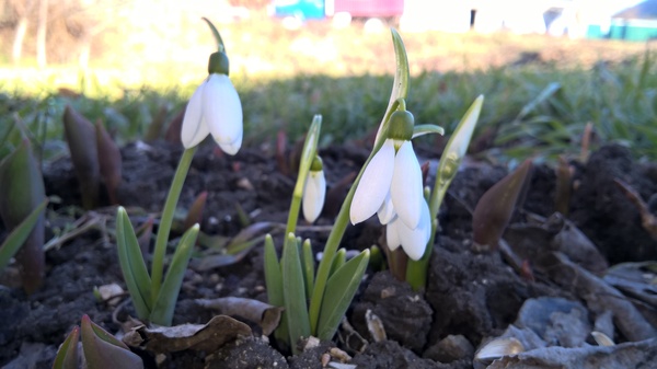 Kuban snowdrops - My, Flowers, Lumia 640, Spring