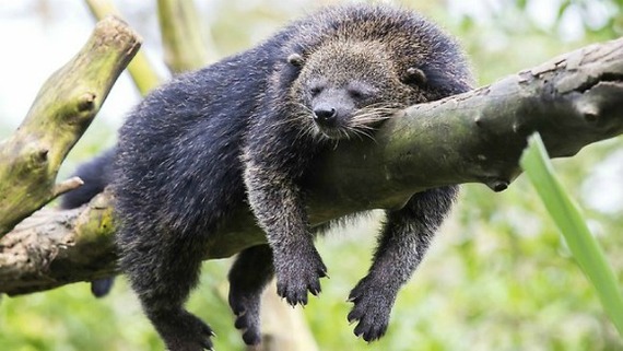 Strange strange creature. - Animals, The photo, Binturong, Milota