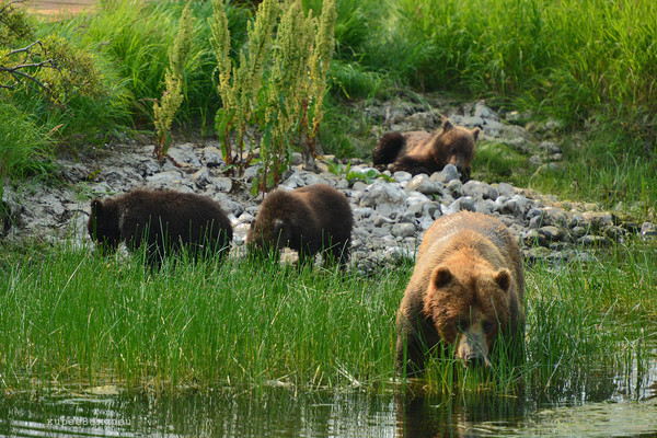 Swimming lessons and vegetarianism - Kamchatka, Bear, Bathing, Grass, , Not mine, Longpost, The Bears, Bathing