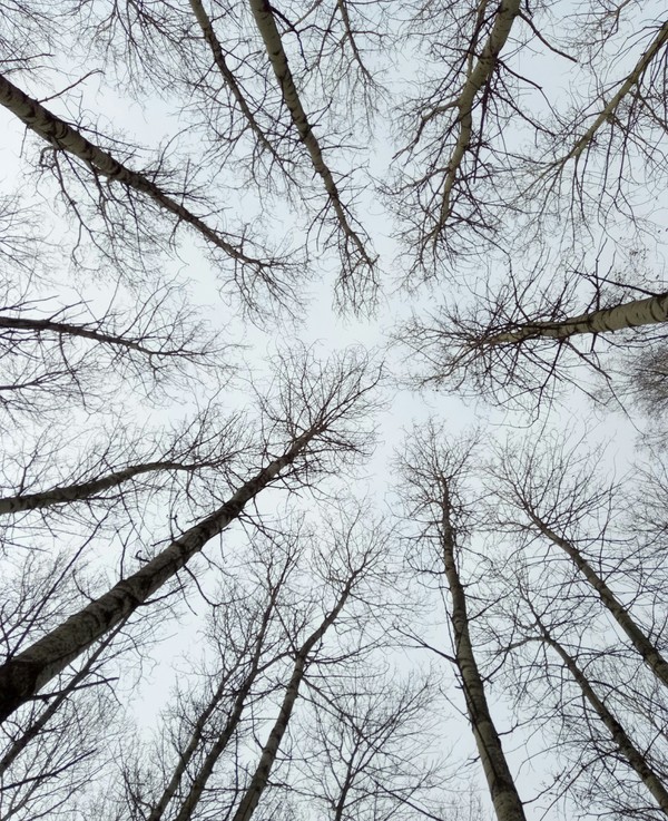 beauty - Tree, Forest, Sky