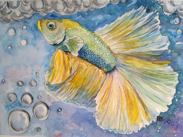 Daddy - My, Watercolor, Betta splendens, Drawing