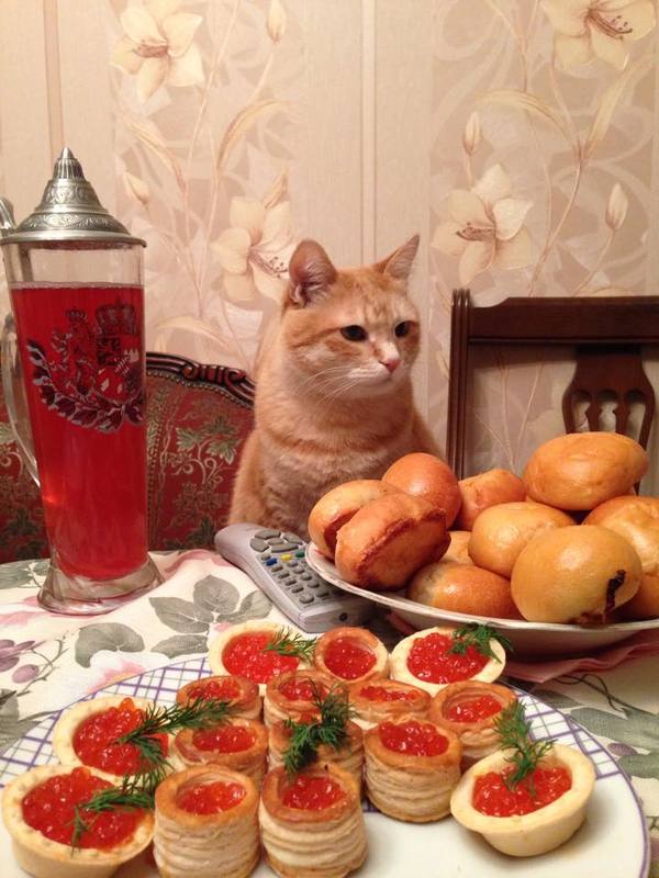 Сегодня отмечают День кошек. А ты поздравил Его Пушистость?