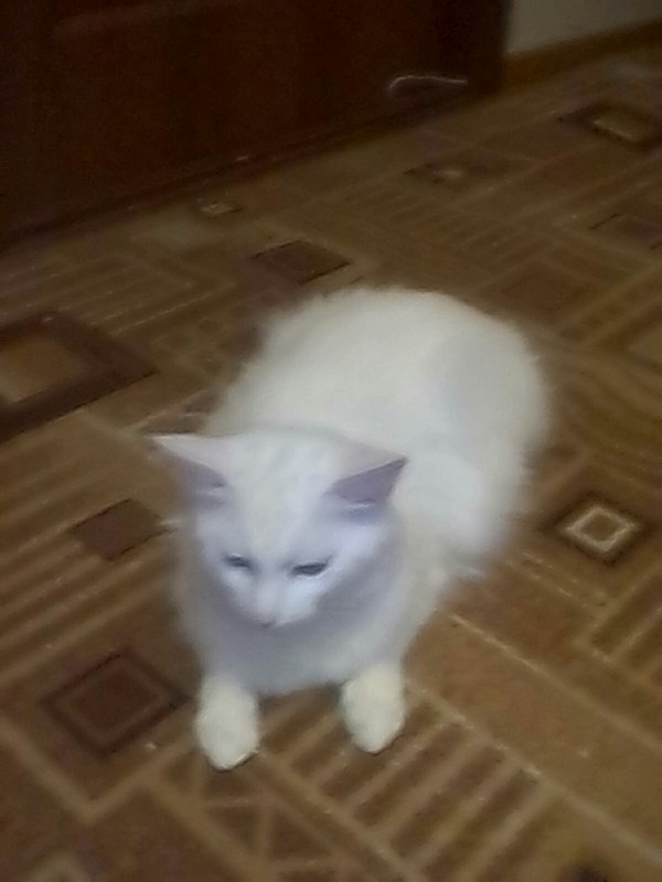 Snowball))) - My, , , Longpost, cat