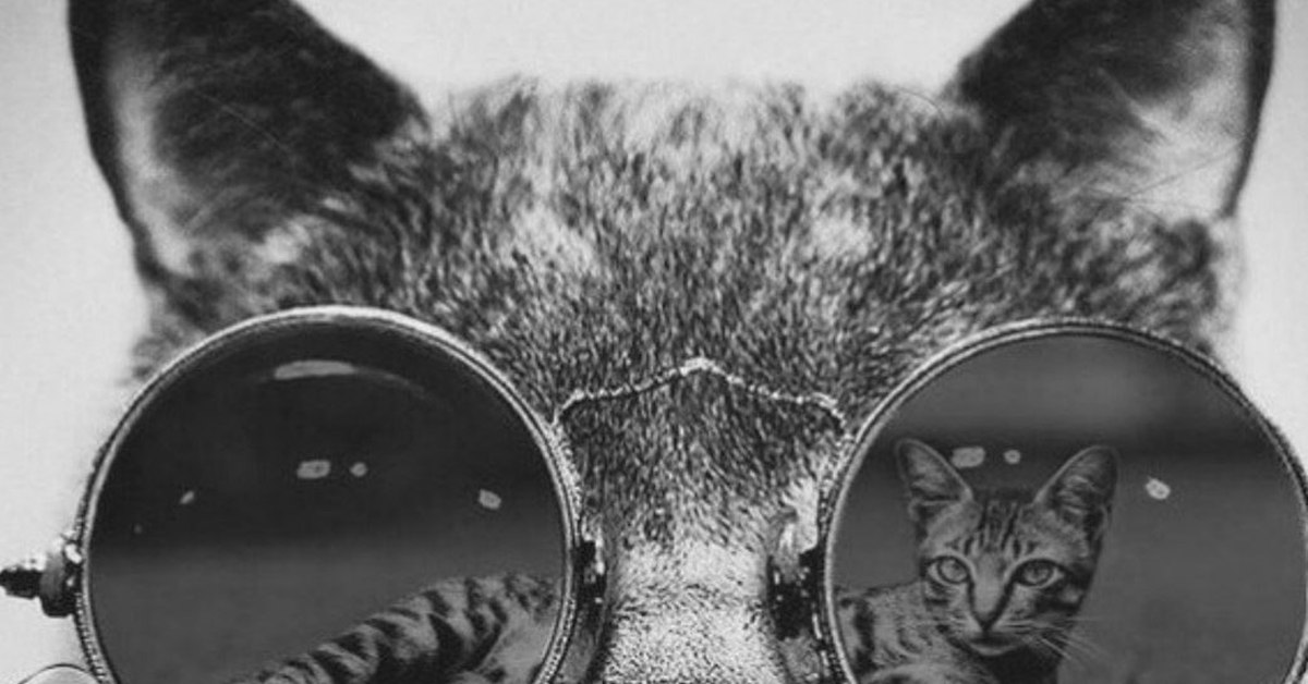 На старт внимание март картинки. Кот в очках. На старт внимание март кот в очках. Кот в очках с отражением. Кот в очках зеркало.