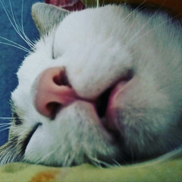 When you don't need to go to work - My, cat, Dream, Open, Mouth