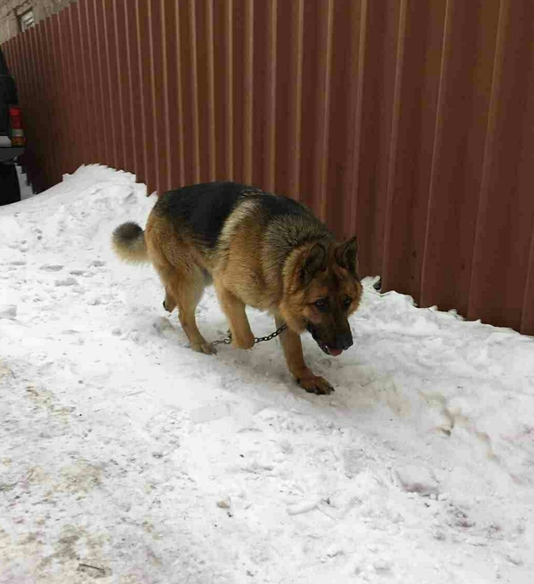 Shepherd dog found, Astana - Sheepdog, Astana, Dog, Found a dog, Help