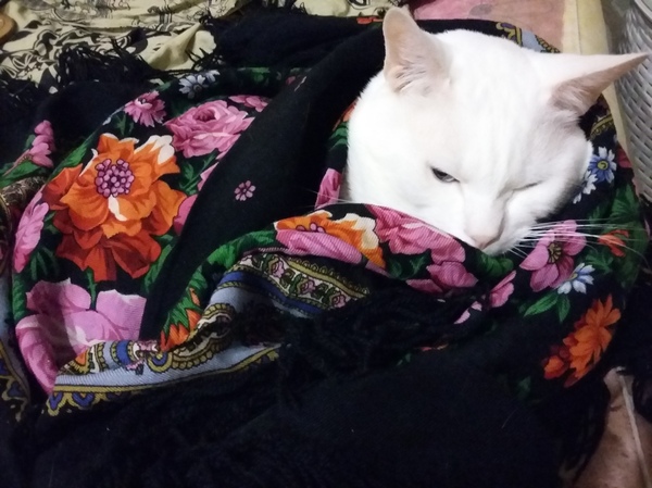 Happy Russian cat day. - My, The photo, , Pavlovo Posad shawl, cat