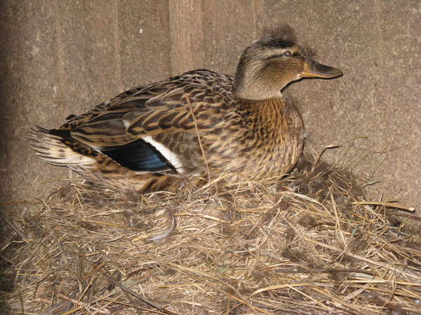 Chemical weapons of our own production. - My, Pets, Mallard duck, Duck, Humor, Joke, Village, Childhood memories, Life stories