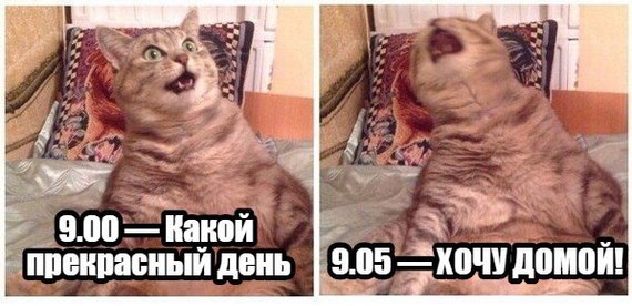 When you have four pairs on Friday - Friday, Studies, cat