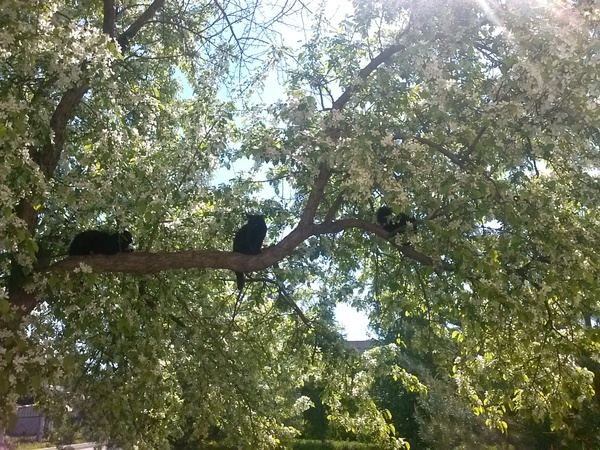 The cats have arrived - My, cat, Black cat, Apple tree, The photo, Images, Spring