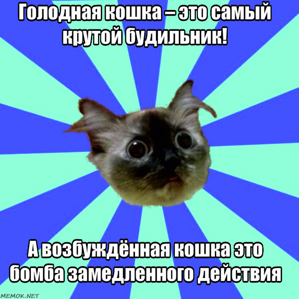 Hello everyone, this is Dosya and she is the Glitch_Doska meme - cat, Memes, , Addiction, Longpost