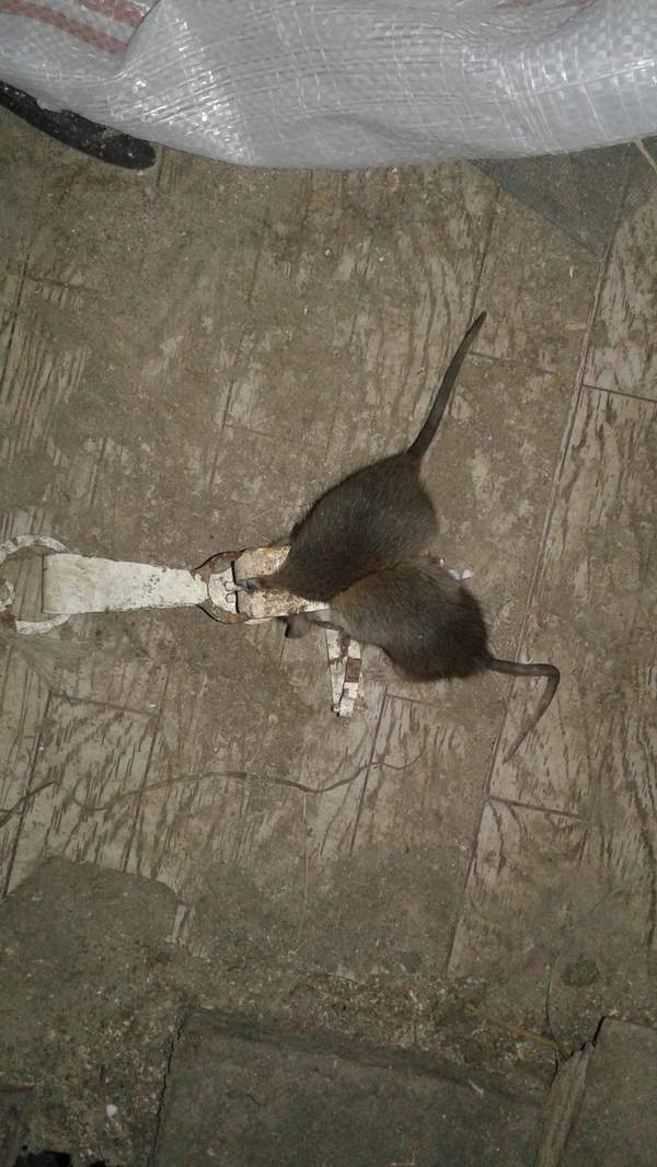 Животные. Часть 4