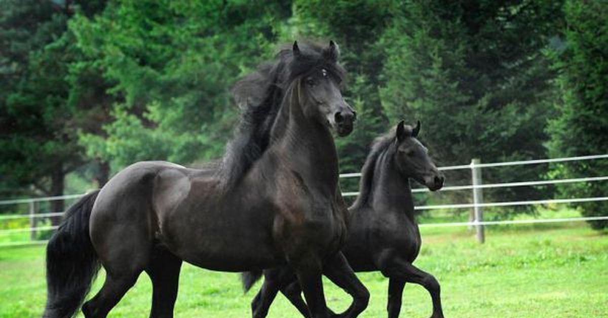 Обои лошади. Табун лошадей фото. К5 лошади. К5 лошади. К5 лошади.