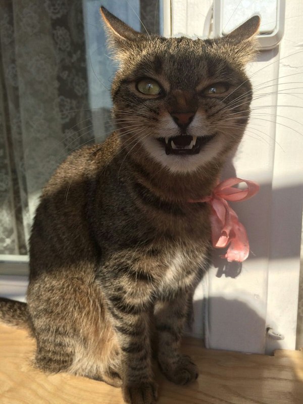 �������� ������ � ������ ������� �� ���� �������� ����� "����"