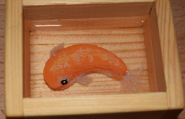     + , Goldfish, Riusuke Fukahori, , , , 