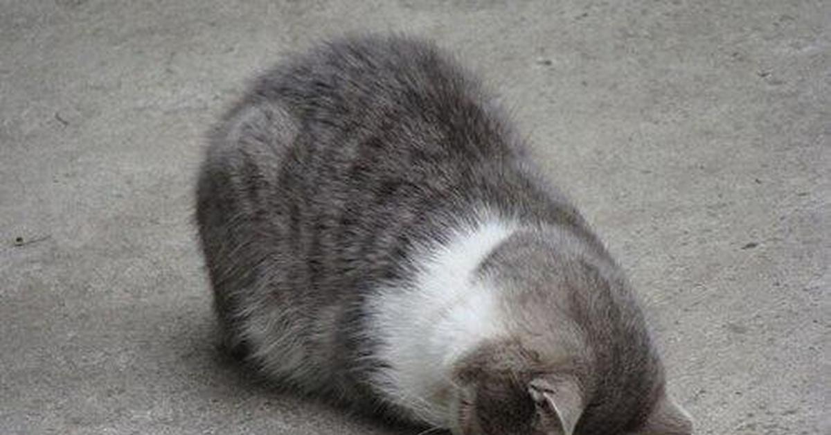 Уставший Кот Картинки