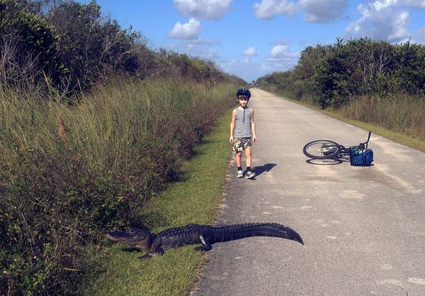 Household street scenes - My, , Florida, Boy, A bike, Crocodile, Asphalt, Crocodiles