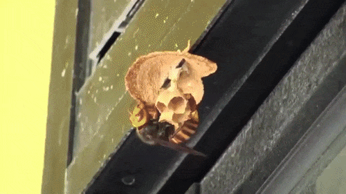 Giant hornet building a nest - Таймлапс, Nest, Hornet, GIF