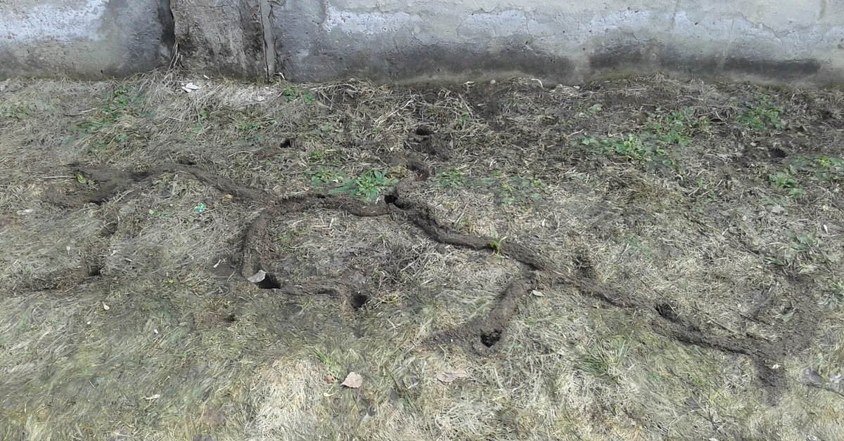 Следы землеройки на огороде фото