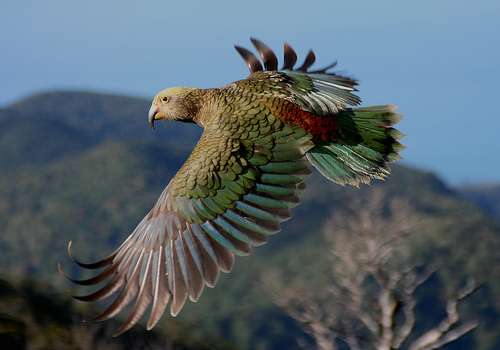 Interesting about parrots - Interesting, Facts, A parrot, Birds, Longpost