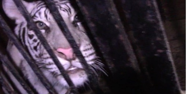 Poor tigers - Orenburg, Road accident, Tiger