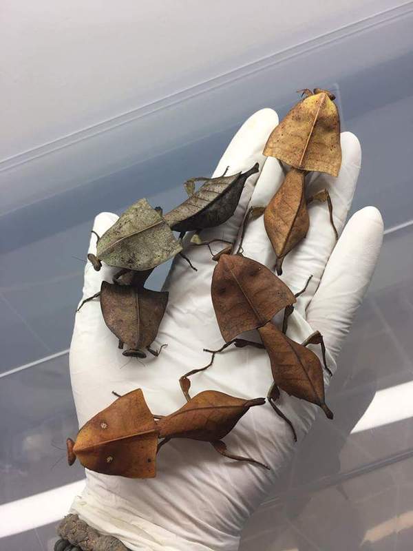  Deroplatys desiccata , , 