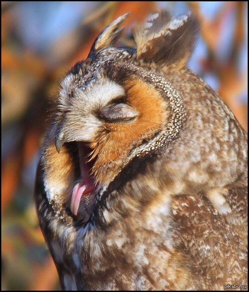 Sleepy owl post - Owl, A selection, Yawn, Laugh, , Dream, Longpost, Laugh, The appeal