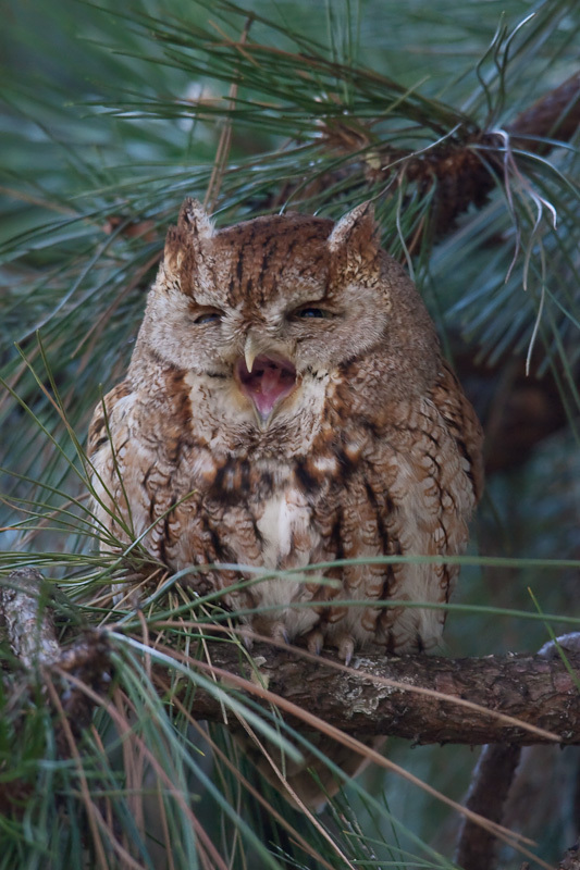 Sleepy owl post - Owl, A selection, Yawn, Laugh, , Dream, Longpost, Laugh, The appeal