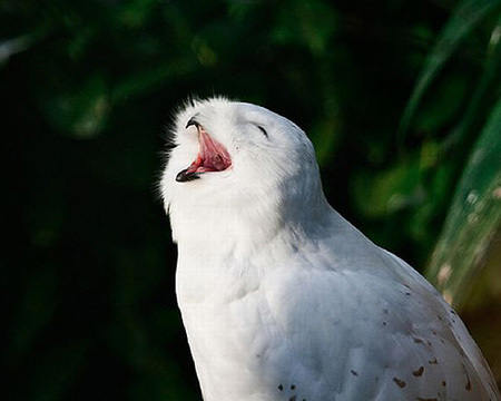 Sleepy owl post - Owl, A selection, Yawn, Laugh, , Dream, Longpost, Laugh, The appeal