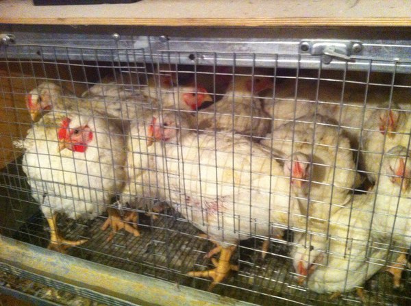 The post of a novice farmer (or how I became a livestock breeder) Part 2 - My, Farm, Hen, Duck, Rabbit, Longpost