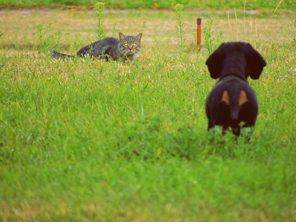Ambush. - My, cat, Dog, Intrigue