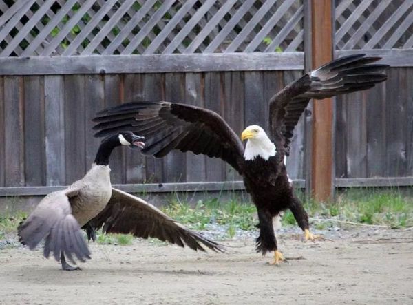 American Eagle vs Canada Goose - Eagle, Canada goose, Birds, Longpost