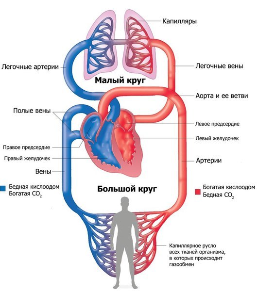 Simplified diagram of circulatory circles - The medicine, Blood, Scheme, Blood circulation, Images