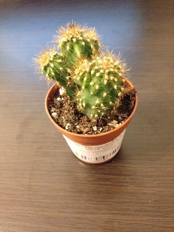 Cactus named Casper - Texas, Wild West, Plants, Computer, Botany, Cactus, My, Longpost, Australia, Nature