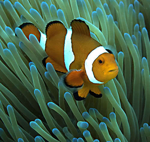 Help me find the book! - My, Encyclopedia, Help, Remember everything, Clownfish, Remember All (film)