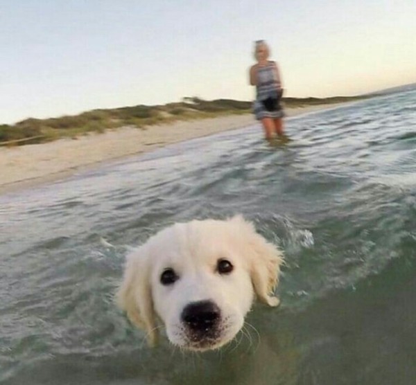 dog swimmer) - The photo, Dog, Puppies, Swimming, Sea